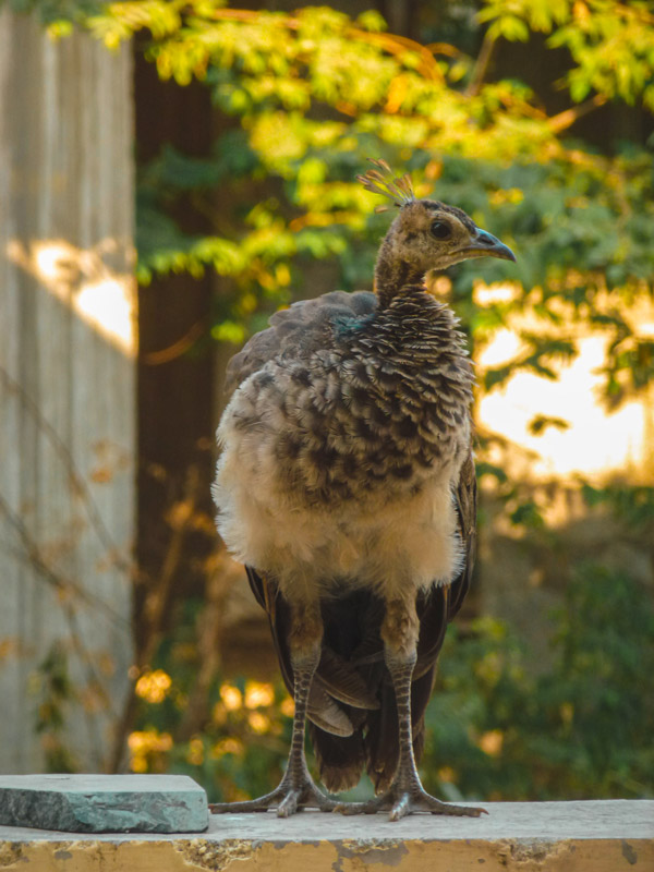 Birds